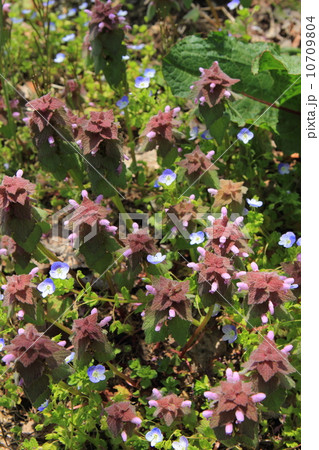 ヒメオドリコソウとオオイヌノフグリ 10709804