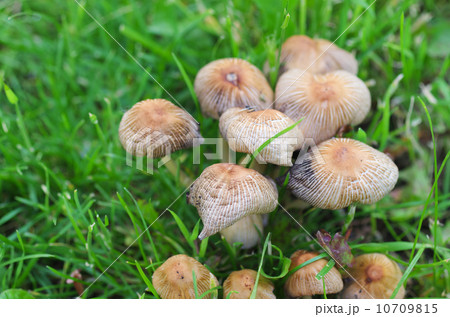キノコの群生 10709815