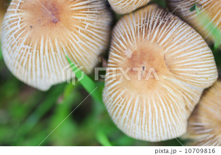 キノコのかさの模様 10709816