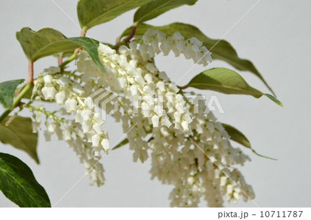 セイヨウイワナンテンの花 セイヨウイワナンテンの花 10711787