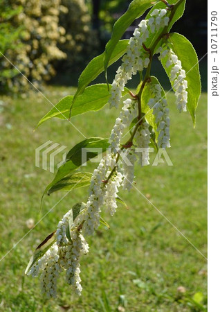 セイヨウイワナンテンの花 10711790