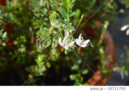クランベリーの花 10711792