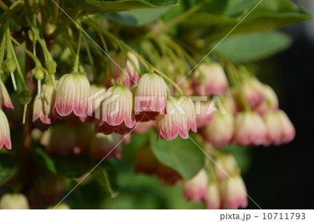 サラサドウダン 10711793