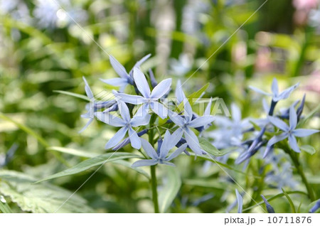 チョウジソウ 10711876