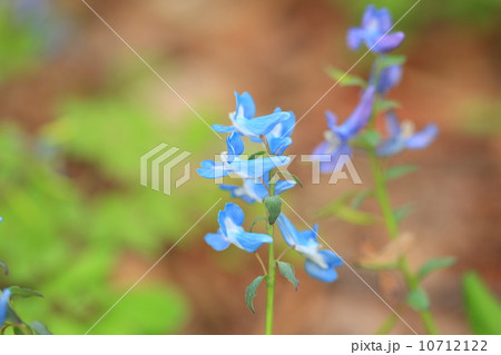 エゾエンゴサク 10712122