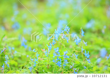 エゾエンゴサク エゾエンゴサク 10712131