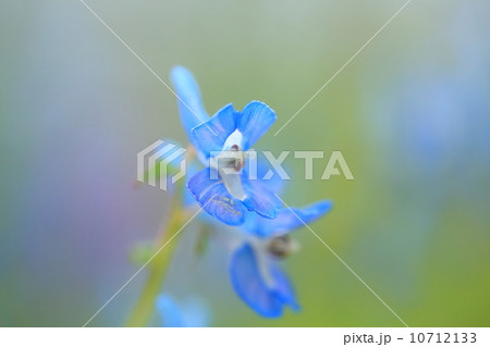 エゾエンゴサク 10712133