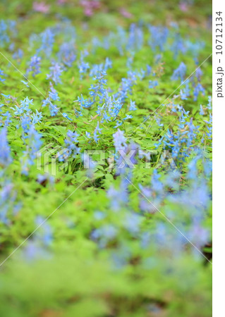 エゾエンゴサク エゾエンゴサク 10712134