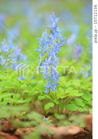 エゾエンゴサク エゾエンゴサク 10712136