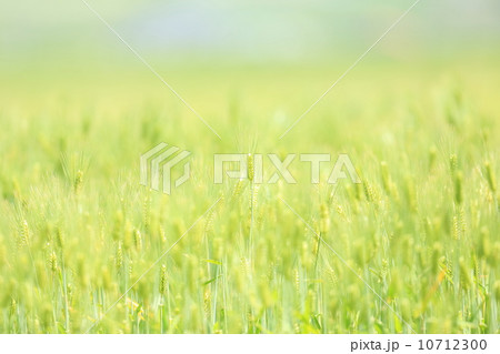 麦畑 10712300