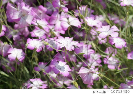 アグロステンマの花 10712430