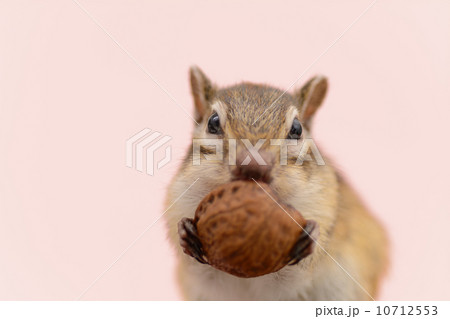 胡桃を食べるシマリス 10712553