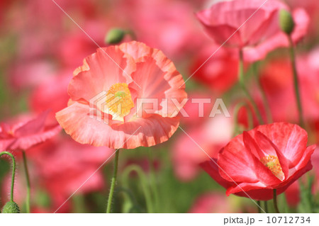 ポピー１６ 10712734