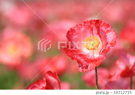 ポピー１５ 10712735