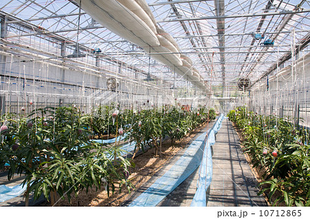 国産完熟マンゴー 国産完熟マンゴー 10712865