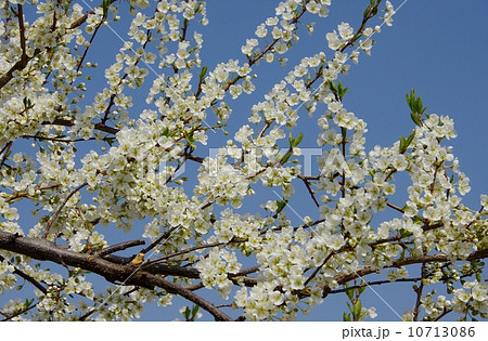 スモモの花 満開のスモモ スモモの花 満開のスモモ 10713086