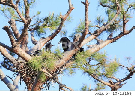 雛の世話をするカラスの親鳥 10713163