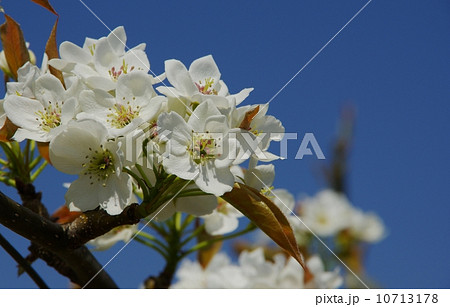 梨の花　満開の梨の花 10713178
