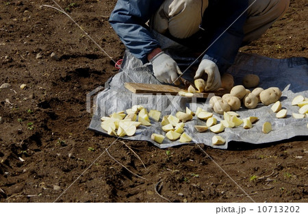 ジャガイモの種イモ作り ジャガイモの種イモ ジャガイモの種イモ作り ジャガイモの種イモ 10713202