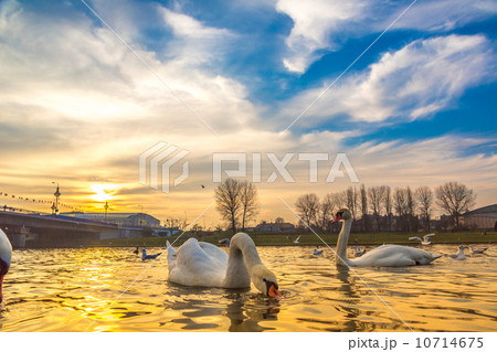 swan family at sunset swan family at sunset 10714675
