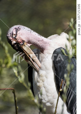 Marabou stork (Leptoptilos crumeniferus) 10715306