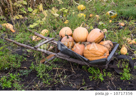 Pumpkins in pumpkin patch waiting to be sold 10717356