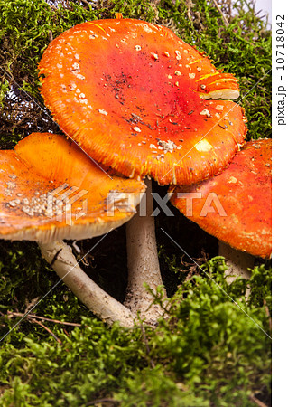 Fly agaric toadstool in moss Fly agaric toadstool in moss 10718042
