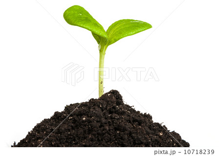 Heap dirt with a green plant sprout isolated 10718239