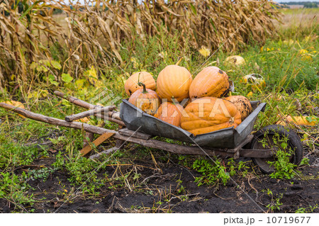 Pumpkins on a wheelbarrow. 10719677