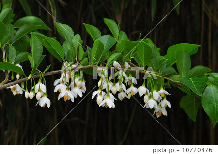 エゴノキ 10720876