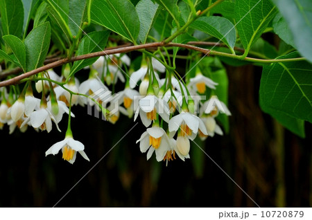 エゴノキ 10720879