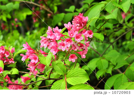 ベニウツギ 10720903