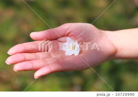 手の上の桜の花 10720990