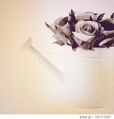 Rose in watering can with retro filter effect 10721087