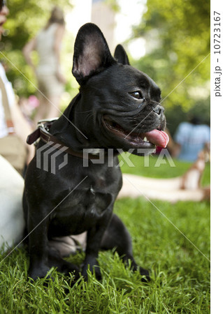 Portrait of French Bulldog sitting on grass Portrait of French Bulldog sitting on grass 10723167