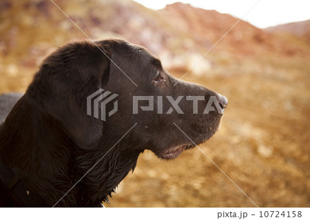 Portrait of dog 10724158