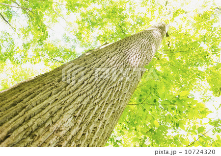 Low angle view of tree 10724320