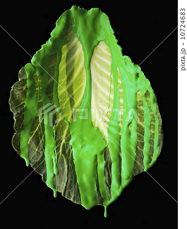 Studio shot of lettuce leaf covered with green paint 10724683