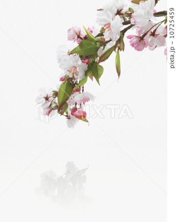 Apple blossoms Apple blossoms 10725459