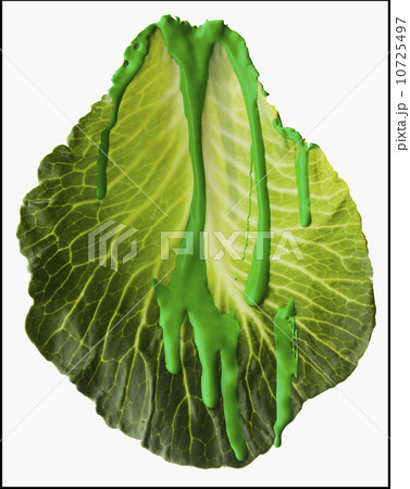 Studio shot of lettuce leaf covered with green paint 10725497