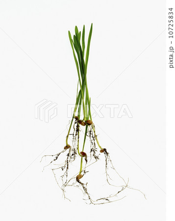 Studio shot of blades of grass with bulbs and roots 10725834