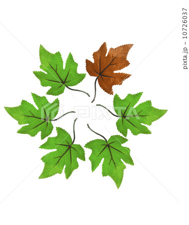 Green leaves with one brown on white background Green leaves with one brown on white background 10726037