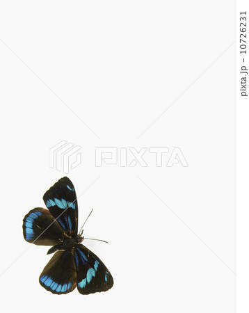 Butterfly 10726231
