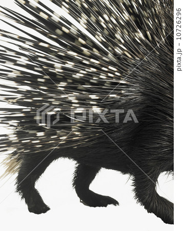 Porcupine quills 10726296