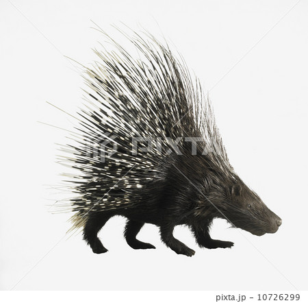 Porcupine 10726299