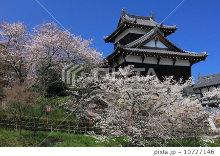 青空広がる郡山城の桜 10727146