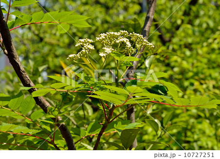 樹木・ホザキナナカマド　バラ科 10727251