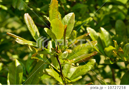 樹木・シデコブシ　モクレン科 10727258