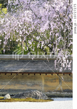 龍安寺 石庭 桜 龍安寺 石庭 桜 10727275