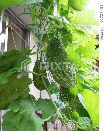 軒下のゴウヤ 10727435